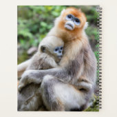 Golden Snub Nosed Monkey mit Baby Planer (Rückseite)