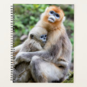 Golden Snub Nosed Monkey mit Baby Planer (Vorderseite)