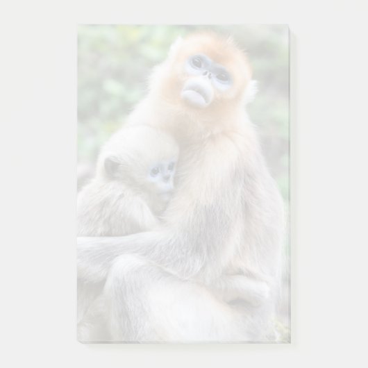 Golden Snub Nosed Monkey mit Baby Post-it Klebezettel (Vorderseite)