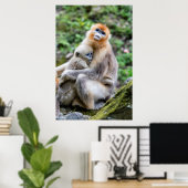 Golden Snub Nosed Monkey mit Baby Poster (Heimbüro)