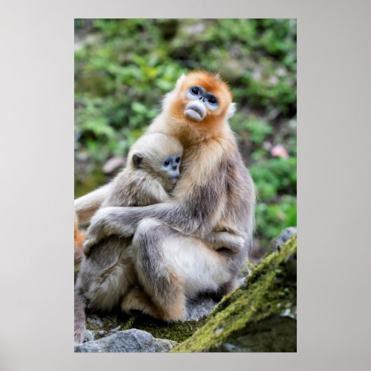 Golden Snub Nosed Monkey mit Baby Poster (Vorne)