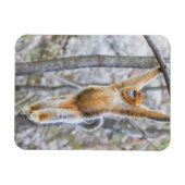Golden Snub-nosed Monkey Swinging on Branch Magnet (Horizontal)