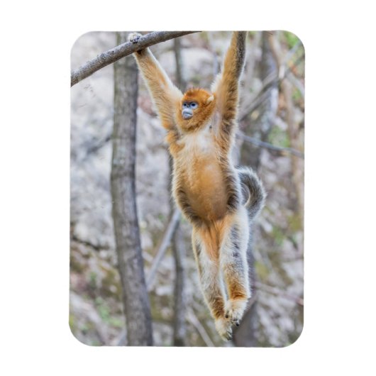 Golden Snub-nosed Monkey Swinging on Branch Magnet (Vertikal)