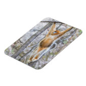 Golden Snub-nosed Monkey Swinging on Branch Magnet (Linke Seite)