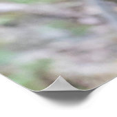 Golden Snub-nosed Monkey Swinging on Branch Poster (Ecke)