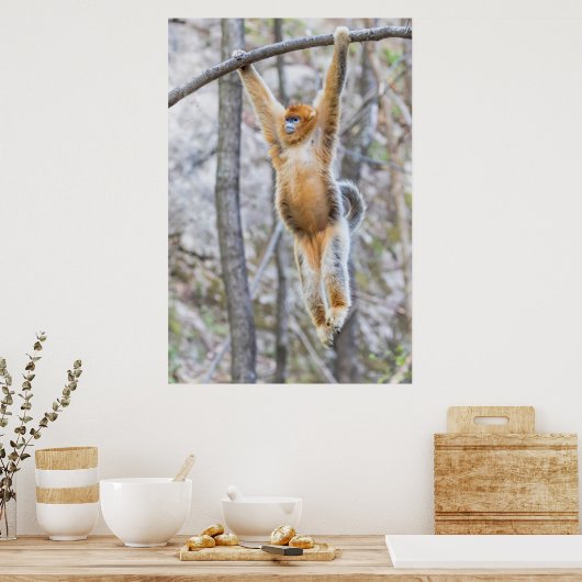 Golden Snub-nosed Monkey Swinging on Branch Poster (Küche)
