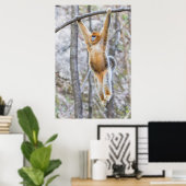 Golden Snub-nosed Monkey Swinging on Branch Poster (Heimbüro)