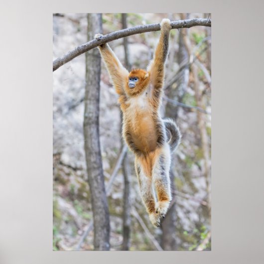 Golden Snub-nosed Monkey Swinging on Branch Poster (Vorne)