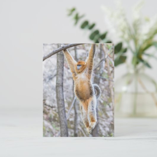 Golden Snub-nosed Monkey Swinging on Branch Postkarte (Stehend Vorderseite)