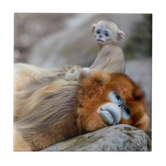 Golden Snub-nosed Monkey Vater mit Baby Fliese (Vorderseite)