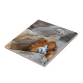 Golden Snub-nosed Monkey Vater mit Baby Fliese (Seite)