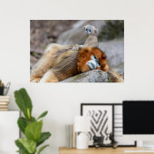 Golden Snub-nosed Monkey Vater mit Baby Poster (Heimbüro)