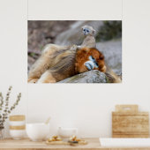 Golden Snub-nosed Monkey Vater mit Baby Poster (Küche)