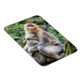Golden Snub-Nosed Monkey with Baby Magnet (Rechte Seite)