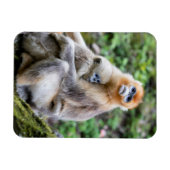 Golden Snub-Nosed Monkey with Baby Magnet (Horizontal)