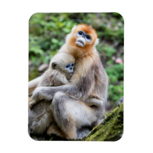 Golden Snub-Nosed Monkey with Baby Magnet