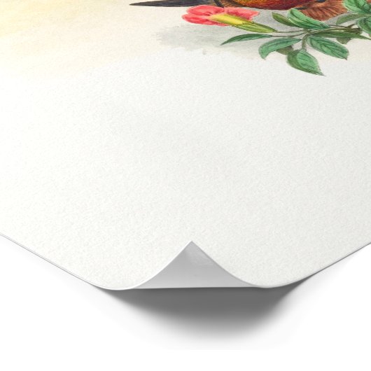 Golden Star-Frontlet Poster (Ecke)