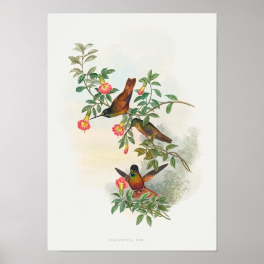 Golden Star-Frontlet Poster (Vorne)