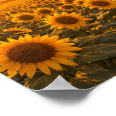 Golden Sunset Sunflower Field Poster (Ecke)