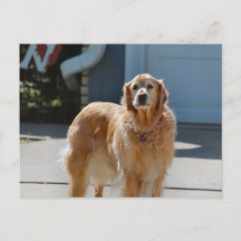 Golden Sunshine Postkarte