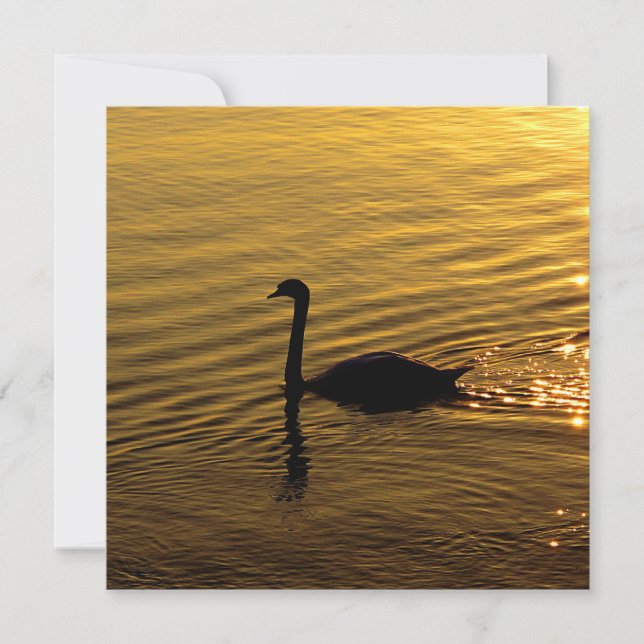 Golden Swan (Vorderseite)