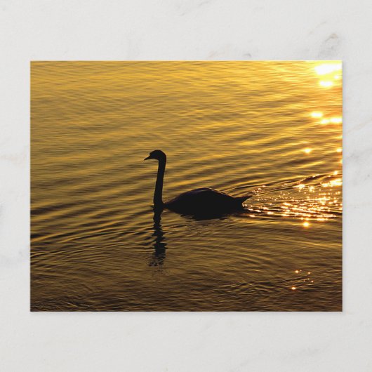 Golden Swan Paper  (Vorderseite)