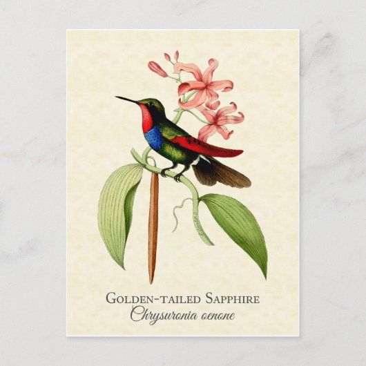 Golden Tail Sapphire Hummingbird Art Postcard Postkarte (Vorderseite)