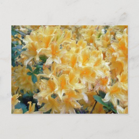 Golden Throated Yellow Azaleas Blume Postkarte (Vorderseite)