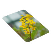 Golden Thryallis Magnet (Rechte Seite)