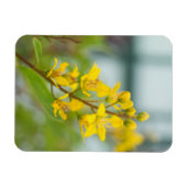 Golden Thryallis Magnet (Horizontal)