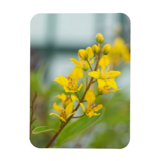 Golden Thryallis Magnet (Vertikal)