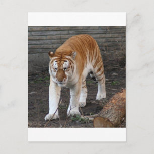 Golden Tiger 1 Postkarte