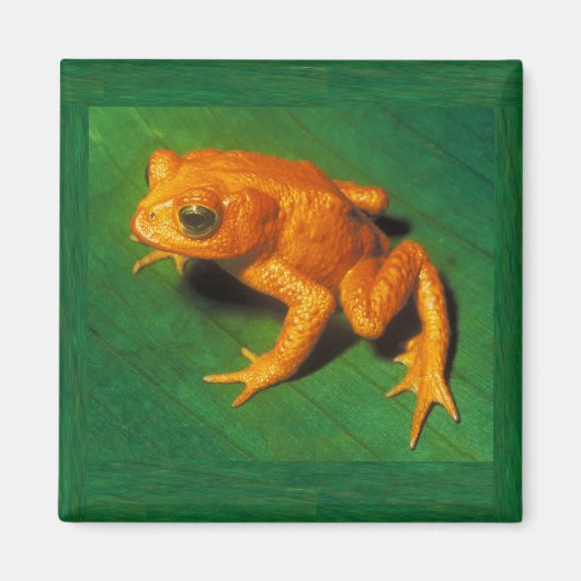 Golden Toad Magnet (Vorne)