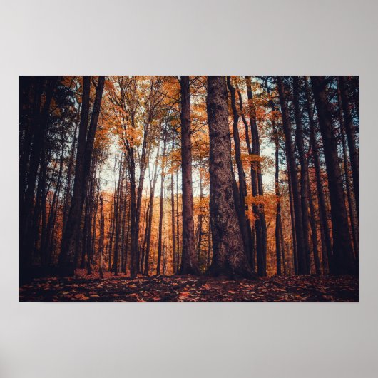 Golden Trees Hazy Herbstnachmittag Poster (Vorne)