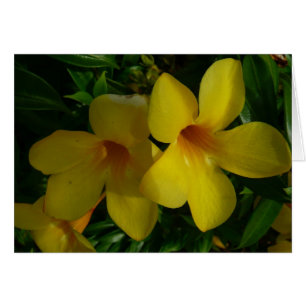 Golden Trumpet Blume II Tropical
