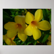 Golden Trumpet Blume II Tropical