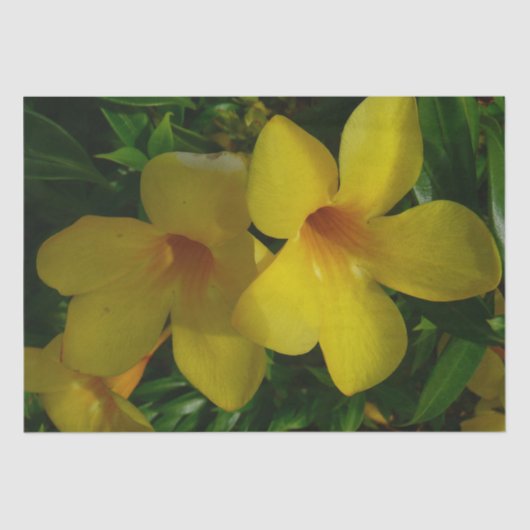 Golden Trumpet Blume II Tropical Seidenpapier (Vorderseite)