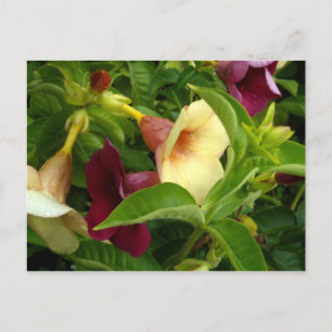 Golden Trumpet Postkarte