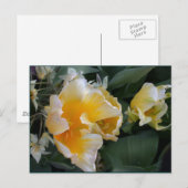 Golden Tulips Postkarte (Vorne/Hinten)