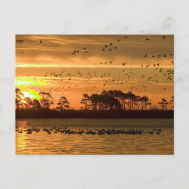 Golden Twilight Serenity - Chincoteague Postkarte