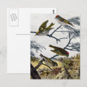 Golden und Ruby Crowned Kinglets Postkarte (Vorne/Hinten)