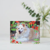 Golden und White Collie Mix Hund mit Blume Postkarte (Stehend Vorderseite)