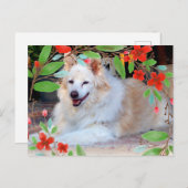 Golden und White Collie Mix Hund mit Blume Postkarte (Vorne/Hinten)