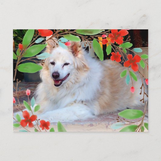 Golden und White Collie Mix Hund mit Blume Postkarte (Vorderseite)