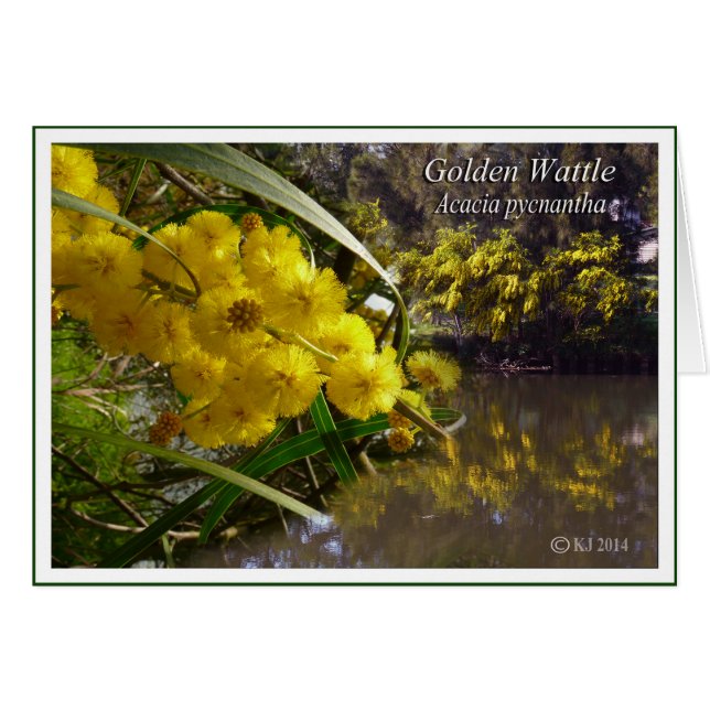 Golden Wattle - Acacia pycnantha (Vorderseite (Horizontal))