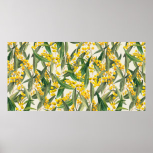 Golden Wattle (Acacia pycnantha) Poster