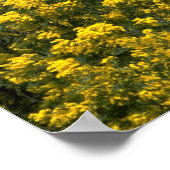 Golden Wattle Poster (Ecke)