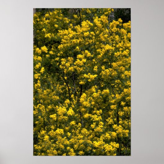Golden Wattle Poster (Vorne)