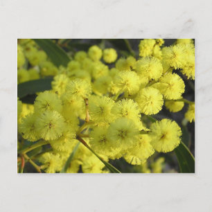 Golden Wattle Postkarte