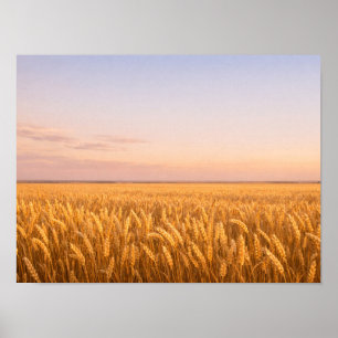 Golden Wheat Field at Pastel Sunset Landscape Poster